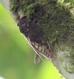 Umbrellabird Locust