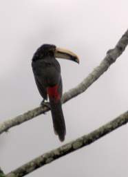 Pale Mandibled Aracari
