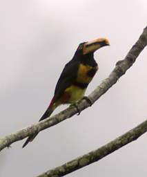 Pale Mandibled Aracari