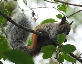 Urraca Guayaquil Squirrel
