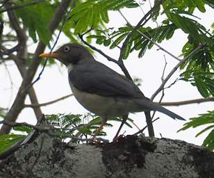 Xxx Thrush