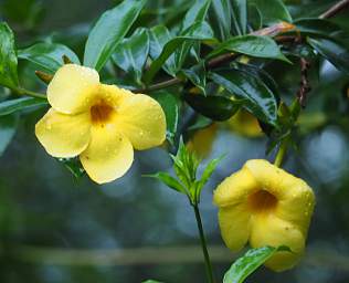 Flower Xxx Yellow