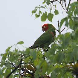 Red Masked Parakeet