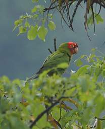 Red Masked Parakeet