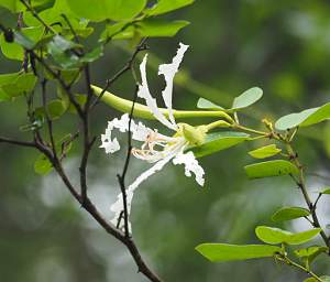 Flower Xxx White