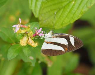 Salmon Lined White Perrhybris Lorena