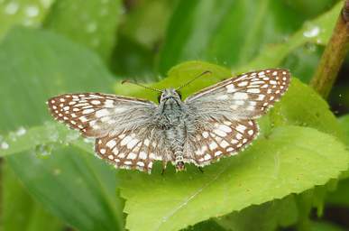Butterfly Xxx Brown White