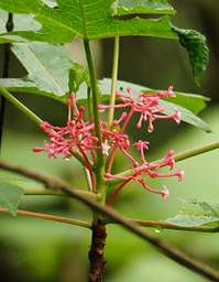 Flower Xxx Pink