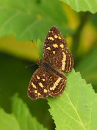 Xxx Brown Yellow
