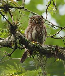 Pacific Pygmy Owl
