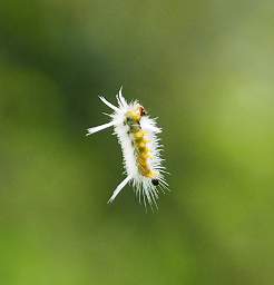 Xxx Caterpillar In Air