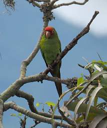Red Masked Parakeet