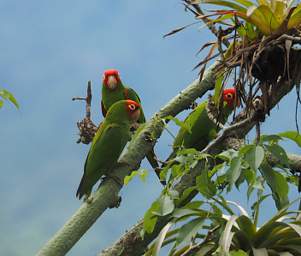 Red Masked Parakeet