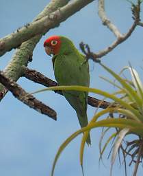 Red Masked Parakeet