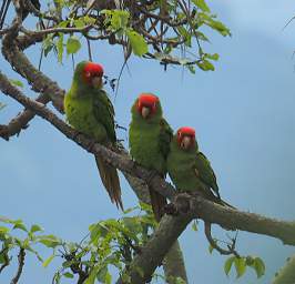 Red Masked Parakeet