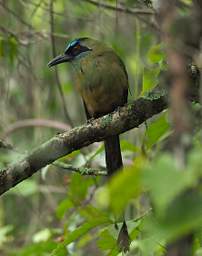 Blue Crowned Motmot