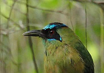 Blue Crowned Motmot