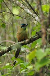 Blue Crowned Motmot
