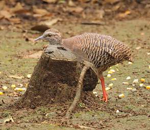 Xxx Pale Browed Tinamou