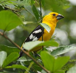 Southern Yellow Grosbeak