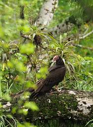 Turkey Vulture