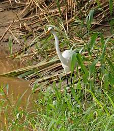 Great Egret