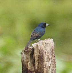 Blue Black Grassquit