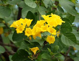 Flower Xxx Yellow