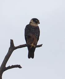 Bat Falcon