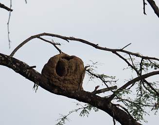 Nest Pacific Hornero