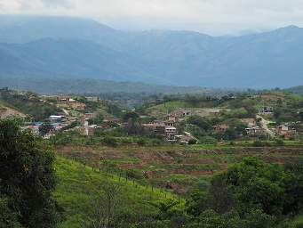 Macara