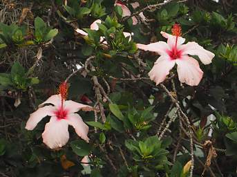 Hibiscus White Red