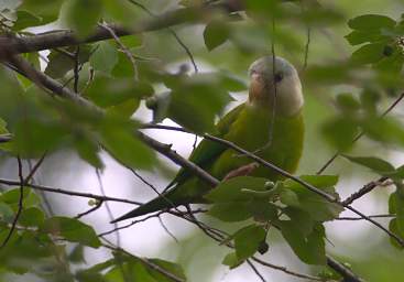 Gray Cheeked Parakeet