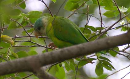 Gray Cheeked Parakeet