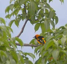 White Edged Oriole