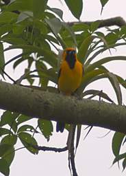White Edged Oriole