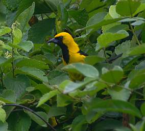 Yellow Tailed Oriole