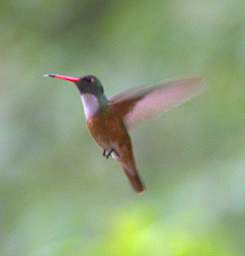 Amazilia Hummingbird