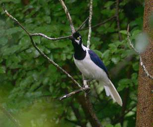 White Tailed Jay