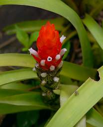Flower Red