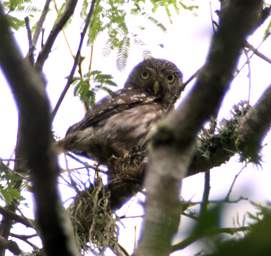 Pacific Pygmy Owl