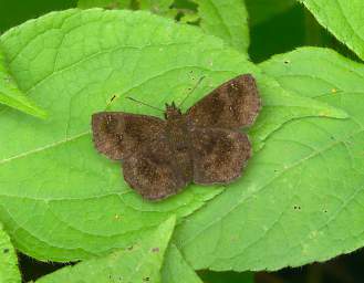 Urraca Moth