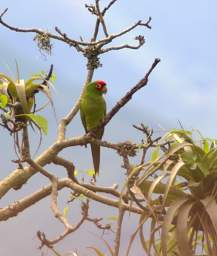 Red Masked Parakeet