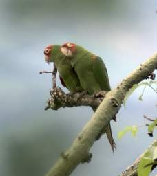 Red Masked Parakeet