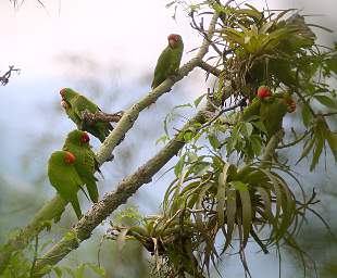 Red Masked Parakeet