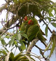 Red Masked Parakeet