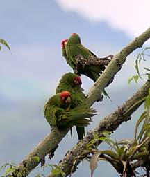 Red Masked Parakeet
