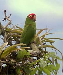 Red Masked Parakeet