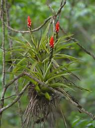 Urraca Epiphyte Flowers Red White