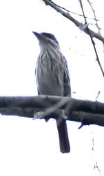 Streaked Flycatcher